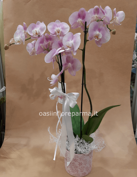 Pianta di phaleonopsis a 2 steli