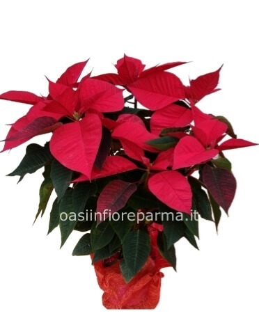 Stella di Natale pianta da 50 cm  altezza 