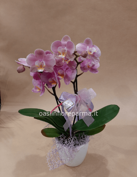 Phalenopsis