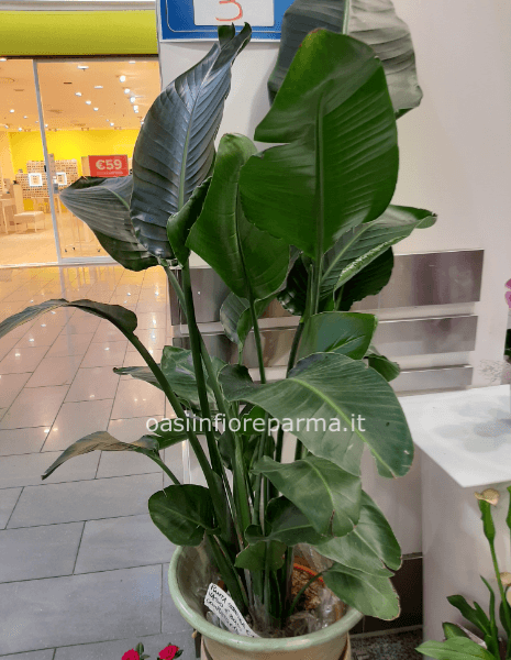 Strelizia nicolai pianta media alta 100 cm. Vaso 20 