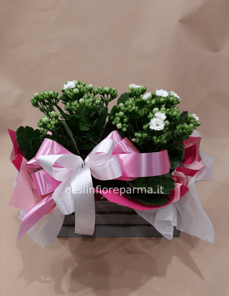 Kalankoe con cassetta 