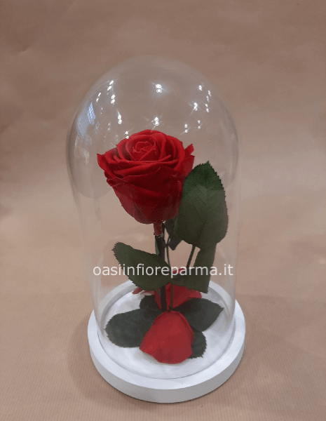 Cupola di vetro con rosa stabilizzata media 