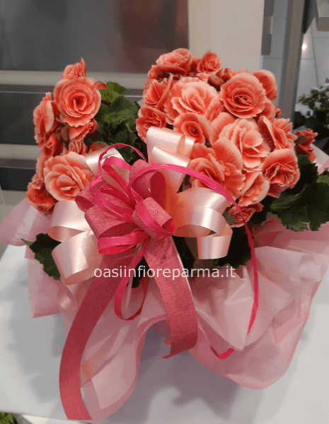 Pianta begonia