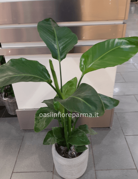 Pianta strelizia grande con 3/4 piante nel vaso
