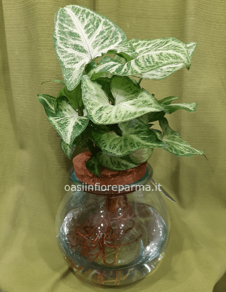 Vaso di pianta idrocoltura 