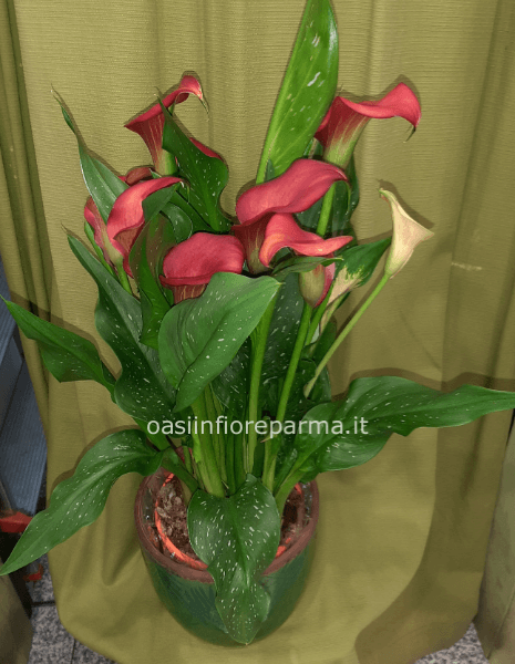 Calla colorata in vaso 14 centimetri